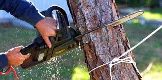Best Palm Tree Trimming  in Palmyra, WI