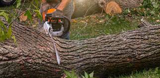 How Our Tree Care Process Works  in  Palmyra, WI