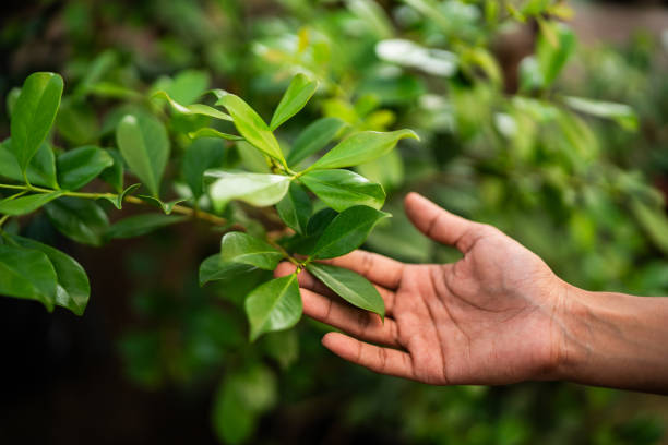 Best Fruit Tree Pruning  in Palmyra, WI