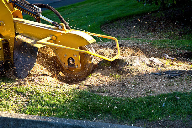 Best Firewood Processing and Delivery  in Palmyra, WI